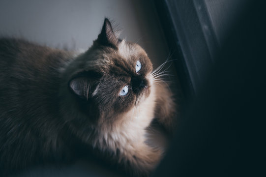 cat sitting alone and look out at the door, himalayan cat