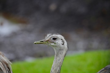 Ostrich close-up