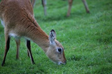 Deer close-up