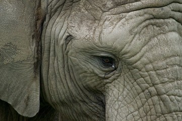Elephant eye