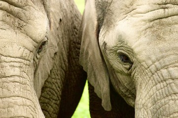 Two elephants