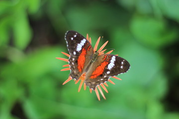 beautiful butterfly in the garden