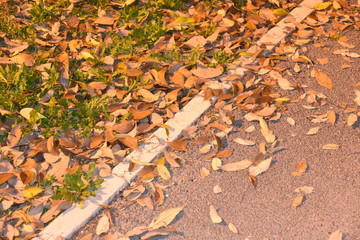 Autumn Falled Foliage on the Asphalt