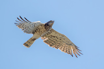 Short Toed Eagle Flying