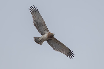 Short Toed Eagle Flying