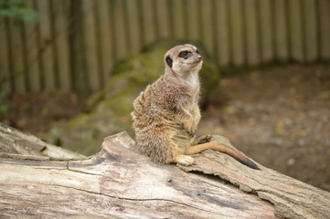 Meerkat on the lookout