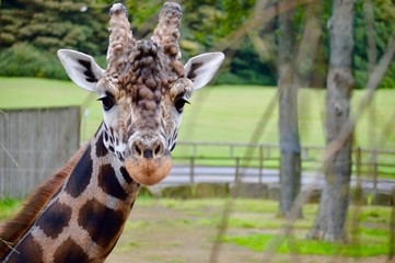 Giraffe close-up