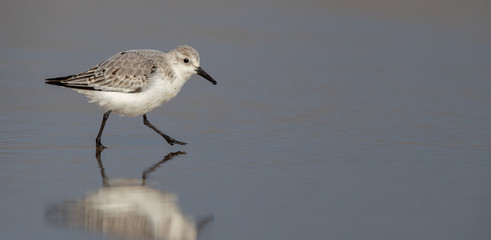 Sanderling on the Sand