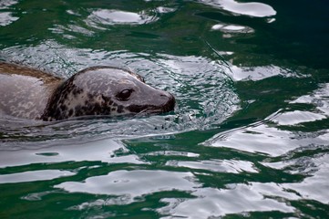 Swimming seal
