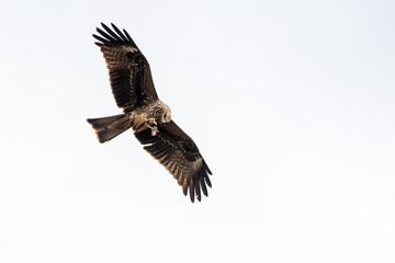 Milvus migrans (Black Kite), Crete
