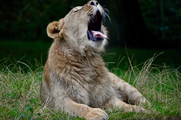 Yawning Lion