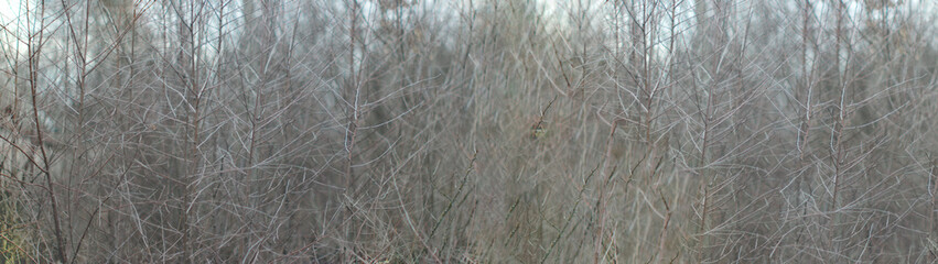  panorama with bare branches of bushes
