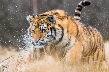 Sibirischer Tiger läuft. Schönes, dynamisches und kraftvolles Foto dieses majestätischen Tieres. In einer Umgebung, die typisch für dieses erstaunliche Tier ist. Birken und Wiesen © vaclav