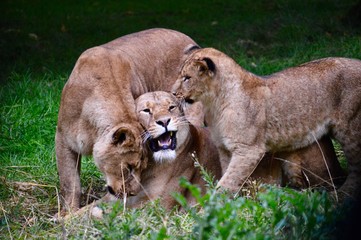 Three lions at Knowsley Safari Park