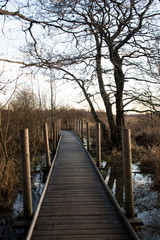 Fototapeta na wymiar pathway in the autumn forest