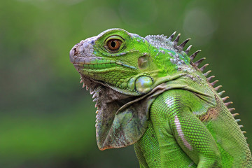 Green iguana from side view, closeup reptile