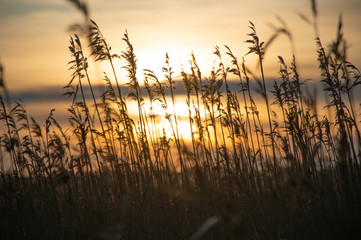 dry grass in the wind in the sunset