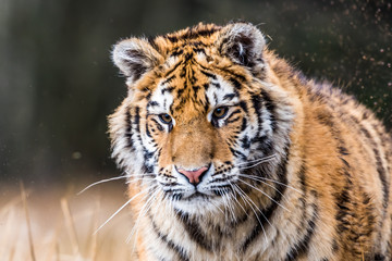 Siberian Tiger running. Beautiful, dynamic and powerful photo of this majestic animal. Set in environment typical for this amazing animal. Birches and meadows