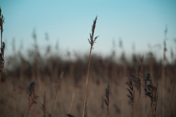 Fototapeta premium dry grass in the wind