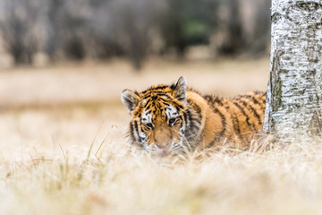 Siberian Tiger running. Beautiful, dynamic and powerful photo of this majestic animal. Set in environment typical for this amazing animal. Birches and meadows