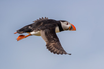 Puffin Flying
