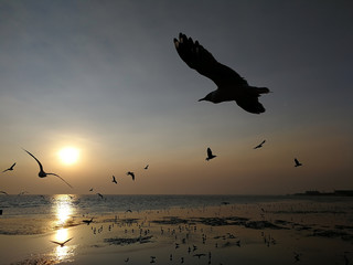 silhouette seagulls and sunset  at Bangpu Recreation Center , Samut Prakan, Thailand