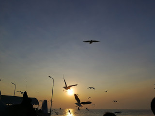 Blur silhouette seagulls  use for background or banner. Sunset location at Bangpu Recreation Center , Samut Prakan, Thailand
