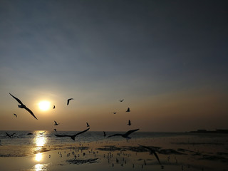 Blur silhouette seagulls  use for background or banner. Sunset location at Bangpu Recreation Center , Samut Prakan, Thailand