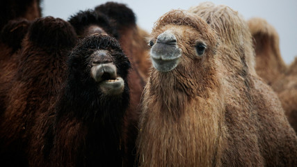 Two Camels at Longleat Safari Park