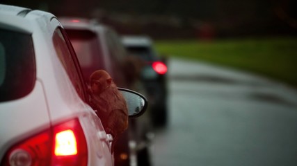 Moneys at Longleat Safari Park
