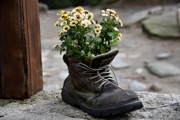 Tourist traveler hiker shoe with flowers - flowers planted in the old shoe. 