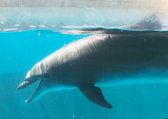 Obraz premium イルカ