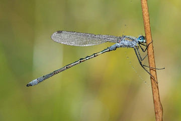 Emerald Damselfly (lestes sponsa) covered in morning dew