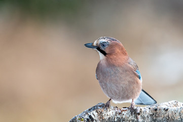 Eurasian jay on a branch