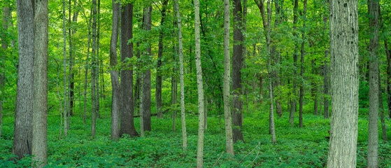 Forest Panorama © Steve Gadomski