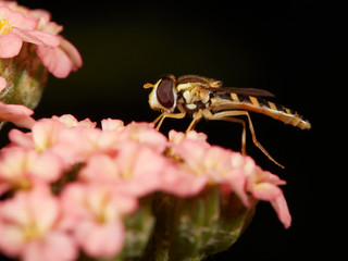 hoverfly on beautiful yarrow flower