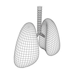 Lungs with trachea bronchi internal organ human. Pulmonology medicine science technology concept. Wireframe low poly mesh vector illustration