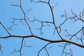 Fototapeta na wymiar crop branches of a tree on the blue sky