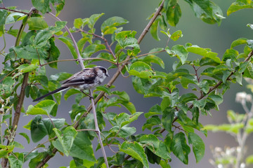 Long-tailed Tit (Aegithalos caudatus), Greece