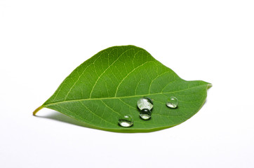 green leaf with water drops isolated on white background