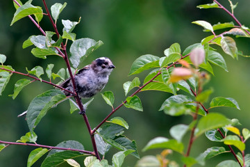 Long-tailed Tit (Aegithalos caudatus), Greece