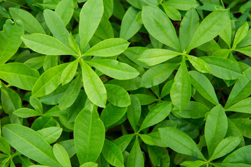 green leaves background