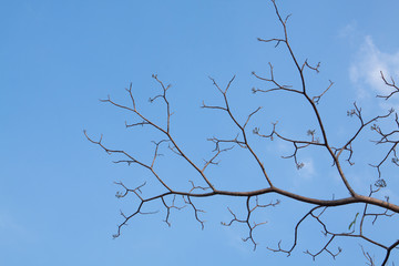 Fototapeta na wymiar branches of a tree on the blue sky