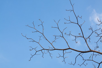 Obraz premium branches of a tree on the blue sky