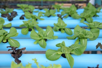 Organic fresh green vegetable hydroponics pipe system salad farm technology agriculture 