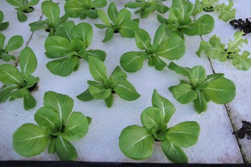 Organic fresh green vegetable hydroponics pipe system salad farm technology agriculture 