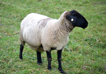 Junges weißes Schaf mit schwarzen Beinen und Kopf auf grüner Wiese / Black an white sheep grazing