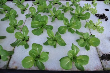 Organic fresh green vegetable hydroponics pipe system salad farm technology agriculture 