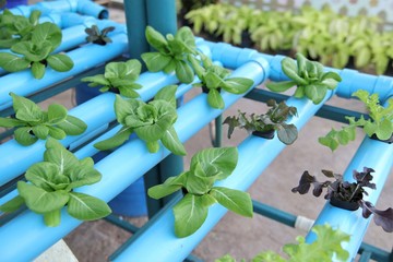 Organic fresh green vegetable hydroponics pipe system salad farm technology agriculture 