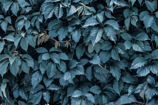 Dark green and blue creeper leaves on the wall. Natural pattern, texture. Wild vine leaf background.